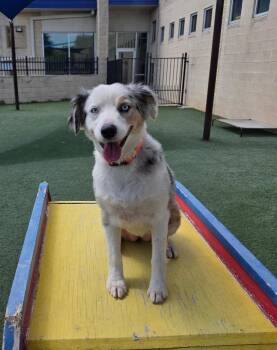 Nova -  Australian Shepherd Dog for Adoption in Rockwall, Texas - Nova | PetCurious