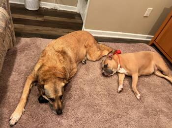 Anatolian Shepherd Dogs Available for Adoption in Kenhorst, Pennsylvania - Freya (Anatolian Shepherd) And Luna (Pitt/Bulldog) Bonded (5 Y/o | PetCurious