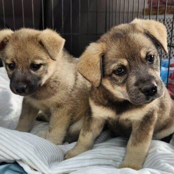Kira (#343) -  Norwegian Elkhound Dog for Adoption in Twin Lakes, Wisconsin - Kira (#343) | PetCurious