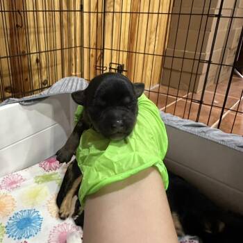 Rosemary -  Chihuahua and Dachshund Dog for Adoption in Madison, Wisconsin - Rosemary | PetCurious