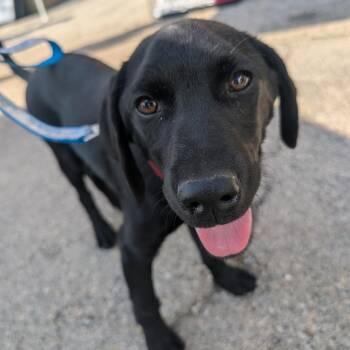 Black Labrador Retriever Dogs Available for Adoption - Little Pup | PetCurious