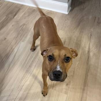 Meggie -  Pit Bull Terrier and Mixed Breed Dog for Adoption in Rock Hill, South Carolina - Meggie | PetCurious