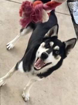 Siberian Husky Dogs Available for Adoption - Mercy | PetCurious