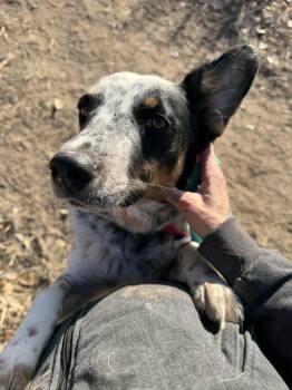 Australian Cattle Dog Blue Heeler Dogs Available for Adoption - Mazzy | PetCurious