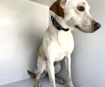 Labrador Retriever Dogs Available for Adoption - A651815 | PetCurious