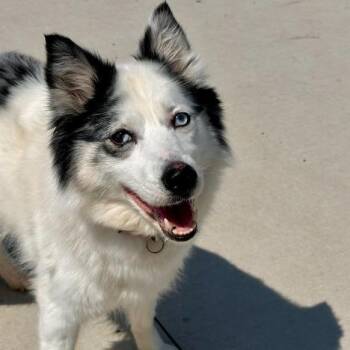 Siberian Husky and Mixed Breed Dogs Available for Adoption in Matteson, Illinois - Chi | PetCurious