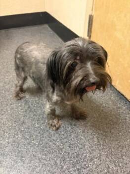 Orion -  Maltese and Poodle Dog Available for Adoption in Roseville, California - Orion | PetCurious