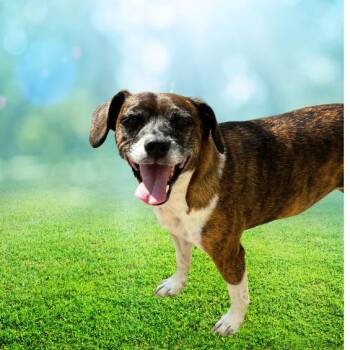 Gizmo -  Boston Terrier Dog for Adoption in Mcloud, Oklahoma - Gizmo | PetCurious