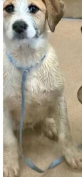 Terrier Dogs Available for Adoption - Bucky | PetCurious