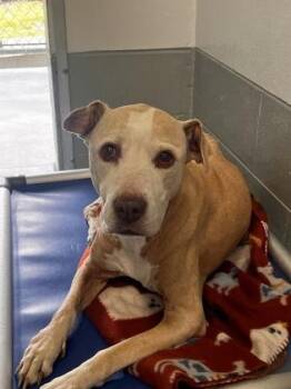 Mixed Breed Dogs Available for Adoption - Snow White - 1 | PetCurious