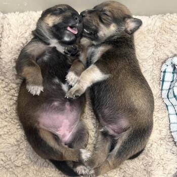 Pickle -  Shepherd and Mixed Breed Dog for Adoption in Phoenix, Arizona - Pickle | PetCurious