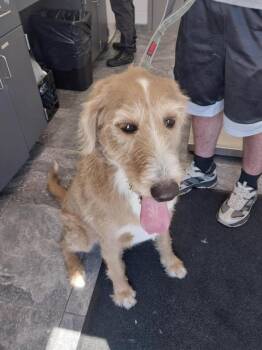Remington -  Labrador Retriever Dog for Adoption in Oxford, North Carolina - Remington | PetCurious