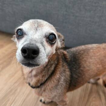 CHIQUITA -  Wirehaired Dachshund and Chihuahua Dog Available for Adoption in Corvallis, Oregon - CHIQUITA | PetCurious