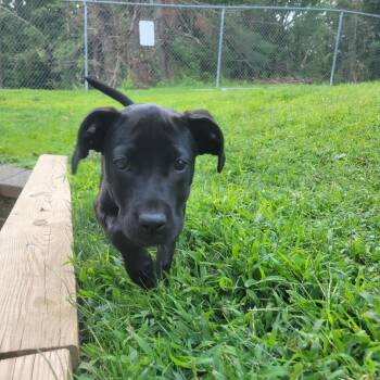 Chianti -  Mixed Breed Dog for Adoption in New Fairfield, Connecticut - Chianti | PetCurious