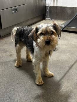 SHUGG -  Cairn Terrier and Mixed Breed Dog for Adoption - SHUGG | PetCurious