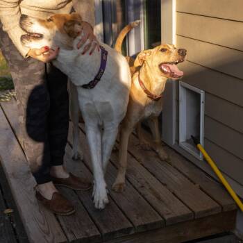 Paisley -  Labrador Retriever and Mixed Breed Dog Available for Adoption in San Antonio, Texas - Paisley | PetCurious
