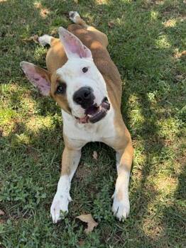 Pit Bull Terrier and Mixed Breed Dogs Available for Adoption in Riverside, California - ANGUS BOY | PetCurious