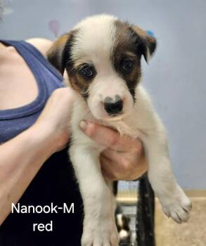 Nanook -  Terrier and Hound Dog for Adoption in Gilberts, Illinois - Nanook | PetCurious