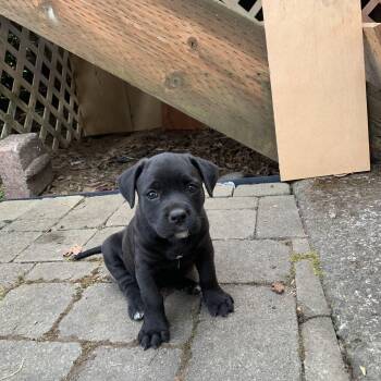 Baja Blast -  German Shepherd Dog and American Staffordshire Terrier Dog for Adoption in Bellingham, Washington - Baja Blast | PetCurious