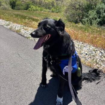 Barry -  Border Collie and Mixed Breed Dog Available for Adoption in Murray, Utah - Barry | PetCurious