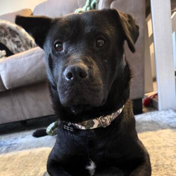 Labrador Retriever Dogs Available for Adoption - Hat Trick | PetCurious