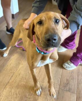 Rescue Labrador Retriever Dogs for Adoption in Mineral Point, Wisconsin - Trooper | PetCurious