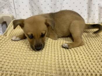 German Shepherd Dog Dogs Available for Adoption in Modesto, California - A611007 | PetCurious