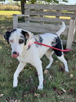 Rescue Australian Cattle Dog Blue Heeler Dogs for Adoption in St. Joseph, Michigan - Aruba | PetCurious