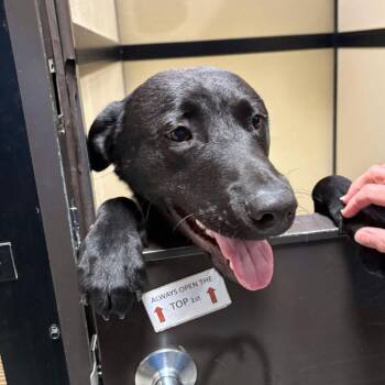 Jambo(C000-836) -  Black Labrador Retriever and Mixed Breed Dog for Adoption in Chino Hills, California - Jambo(C000-836) | PetCurious