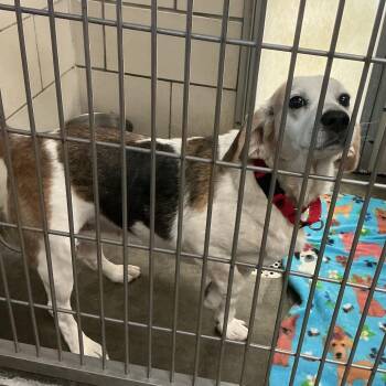 Sally -  Beagle and Mixed Breed Dog for Adoption in Waynesburg, Pennsylvania - Sally | PetCurious
