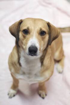 Shortcake in NH. Come Meet our Adoptable Dogs Wednesday-Saturday -  Hound Dog for Adoption in Manchester, New Hampshire - Shortcake In NH. Come Meet Our Adoptable Dogs Wednesday-Saturday | PetCurious