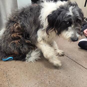 Poodle Dogs Available for Adoption in Chattanooga, Tennessee - Tammy | PetCurious