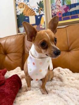 Lily Sage -  Chihuahua and Dachshund Dog for Adoption in Friendswood, Texas - Lily Sage | PetCurious