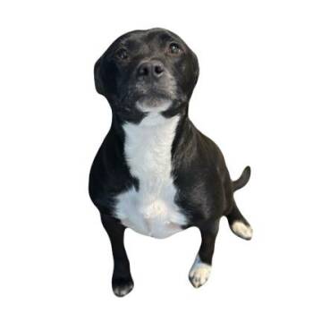 Malinda -  Pit Bull Terrier Dog for Adoption in Red Bluff, California - Malinda | PetCurious