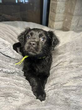 Lumi -  Labrador Retriever Dog for Adoption in Barnhart, Missouri - Lumi | PetCurious
