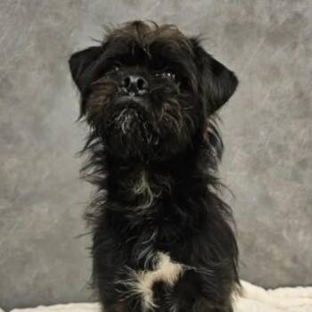 Cole -  Brussels Griffon Dog for Adoption in South Saint Paul, Minnesota - Cole | PetCurious