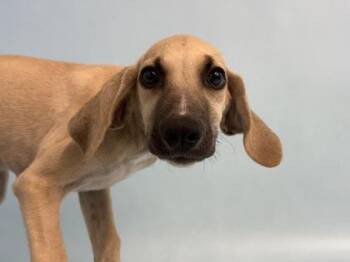 Nellie -  Hound and Mixed Breed Dog for Adoption in Golden Valley, Minnesota - Nellie | PetCurious