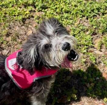 Miniature Schnauzer and Miniature Poodle Dogs Available for Adoption in Winter Haven, Florida - Yuki | PetCurious