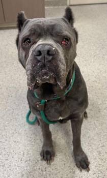 Cane Corso and Mixed Breed Dogs Available for Adoption in Fishers, Indiana - Zima | PetCurious