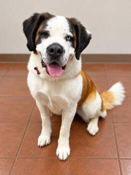 Lolly -  Saint Bernard Dog for Adoption in Albuquerque, New Mexico - Lolly | PetCurious