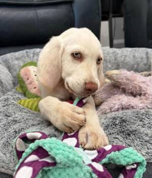 Hank -  Labrador Retriever Dog for Adoption in Shawnee, Oklahoma - Hank | PetCurious