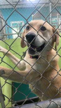 Joonie -  Labrador Retriever Dog for Adoption in Fort Payne, Alabama - Joonie | PetCurious