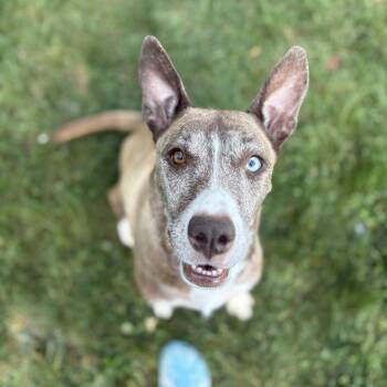 Rescue Mixed Breed Dogs for Adoption in Myerstown, Pennsylvania - Dolly | PetCurious