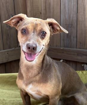 Chihuahua Dogs Available for Adoption in Hondo, Texas - Justin - You Are "just-in" Time To Adopt This Sweet Dog | PetCurious