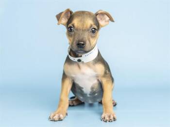 ANNIE -  Pit Bull Terrier and Mixed Breed Dog for Adoption in Phoenix, Arizona - ANNIE | PetCurious
