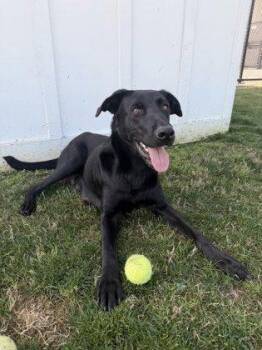 Labrador Retriever and Mixed Breed Dogs Available for Adoption - Liberty | PetCurious