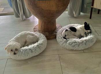 Maltese Dogs Available for Adoption in Palm City, Florida - LINDA | PetCurious