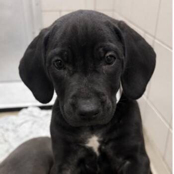 Dove -  Coonhound and Mixed Breed Dog for Adoption in Nashville, Tennessee - Dove | PetCurious