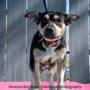 Terrier Dogs Available for Adoption in Wake Forest, North Carolina - Ms Marvel | PetCurious