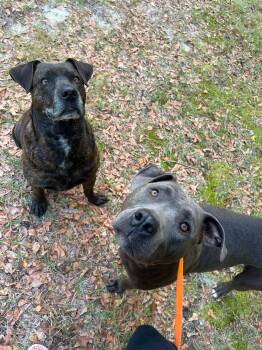 Pit Bull Terrier Dogs Available for Adoption in Wilmington, North Carolina - Sarah | PetCurious